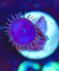 Wysiwyg Purple Death Zoas [F67]
