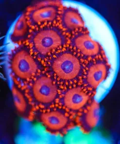 Wysiwyg Red Bull Zoa Frag [F68]