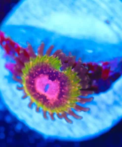 Wysiwyg Queen Krak [F68]