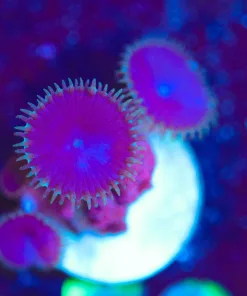 Wysiwyg Purple Death Zoas [F69]