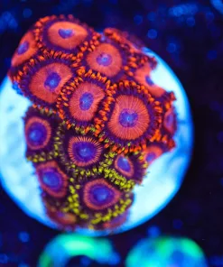 Wysiwyg Combo Zoa Frag [F69]