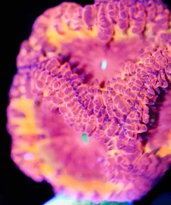 Wysiwyg Orange Rock Blastomussa *crazy piece* [F70]