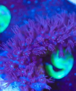 Wysiwyg Purple Gorgonian [F70]