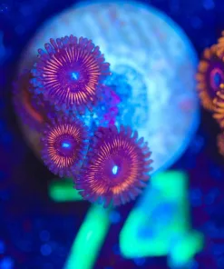Wysiwyg Small Zoa Frag [F71]
