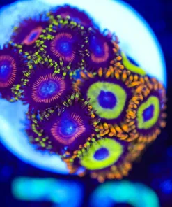 Wysiwyg Combo Zoa Frag [F73]