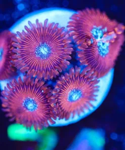 Wysiwyg Magician Zoa Frag [F74]
