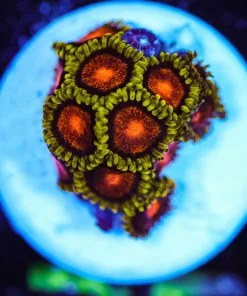 Wysiwyg Etneral Flame Zoa Frag [F75]