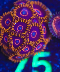 Wysiwyg Red Hornet *many heads* [F75]