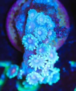 Wysiwyg Small Gonipora Frag [F77]