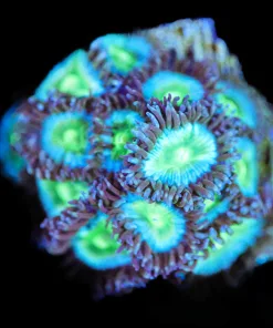 Wysiwyg Green Miami Vice [F77]