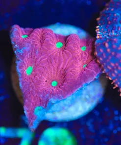 Wysiwyg Small Favia Frag [F78]