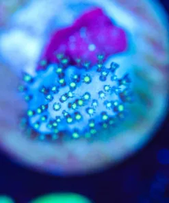 Wysiwyg Tiny Mystery Leather Frag [F78]