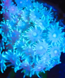 Wysiwyg small gonipora frag [F79]