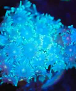 Wysiwyg Small Gonipora Frag [F79]