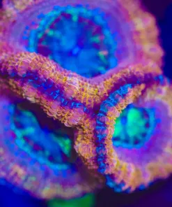 Wysiwyg Acan Frag [F8]