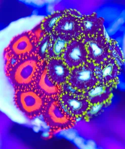 Wysiwyg Combo Zoa Frag4 [F81]