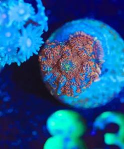 Wysiwyg Mushroom Frag Small [F82]