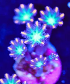 Wysiwyg Clove POlyp [F82]