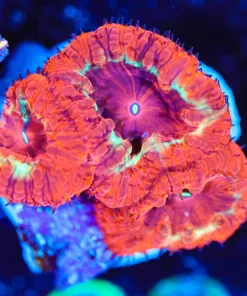 Wysiwyg Blastomussa [F83]