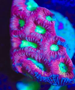 Wysiwyg Favia Frag ( small tissue showing) [F83]