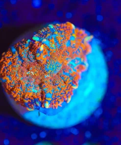 Wysiwyg Mushroom Frag [F84]