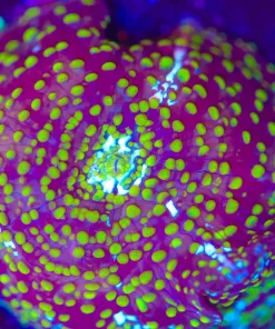 Wysiwyg Large Yellow INterstellar Mushroom [F85]