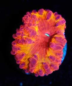 Wysiwyg Cataclysm Blastomussa [F86]