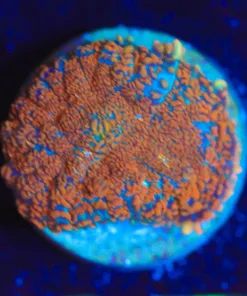 Wysiwyg Mushroom [F87]