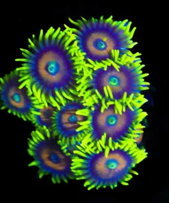Wysiwyg Super Saiyan Zoanthid Frag [F88]
