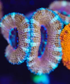 Wysiwyg Acan Frag [F9]