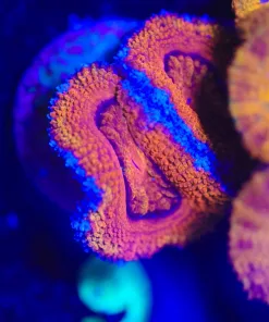 Wysiwyg Orange Crush Acan [F9]