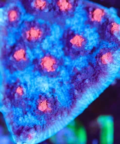 Wysiwyg Massive Dead Pool Chalice [F91]