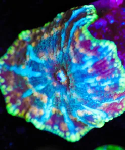 Wysiwyg Green Lightning Mushroom [F92]