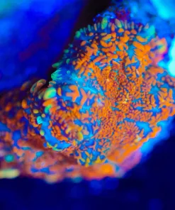 Wysiwyg Mushroom Frag [F94]