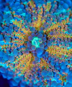 Wysiwyg XL Sunshine Yuma [F94]