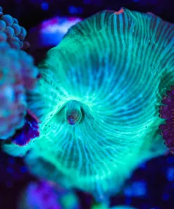 Wysiwyg Green Serpent Mushroom Coral [F95]