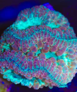 Wysiwyg Blastomussa [F95]