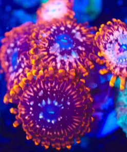 Wysiwyg 4x Utter Chaos [F96]