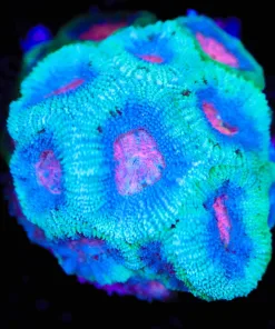 Wysiwyg Blue Cotton Candy Micromussa [F97]