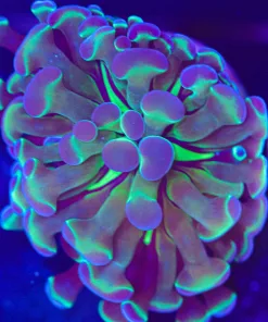 Wysiwyg Acid Trip Hammer Frag [F98]