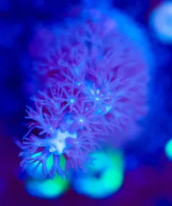 Wysiwyg Gorgonian Frag [F98]