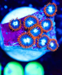 Wysiwyg Small Fire n Ice [F99]