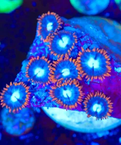 Wysiwyg Fire n ice zoa frag [F99]