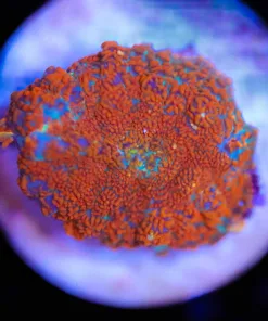 Small Orange Rhodactis Mushroom (Row #1:B)**