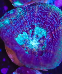 Purple Bowerbanki Coral Frag (Row #8:B)