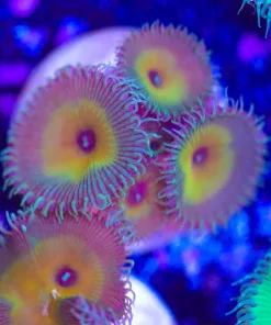 Yellow Green Zoanthids Frag (Row #12:B)