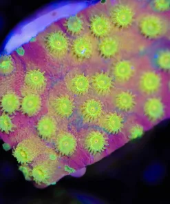 Honey Pot Cyphastera Frag (Row #16 ) New ! **