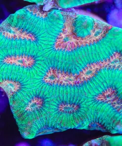 Pink Hulk Maze Brain Coral Frag (Row #18:B)