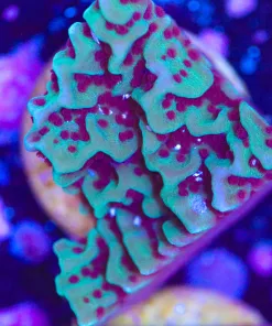 Unique Montipora Coral Frag (Row #20:B)