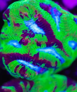 Blue Marbled Green Favia Frag (Row #25)